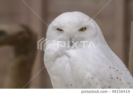 Snowy owl Snowy owl 99156419