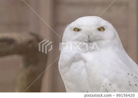 雪鴞笑 雪鴞笑 99156420