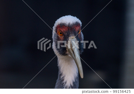 丹頂鶴臉 99156425