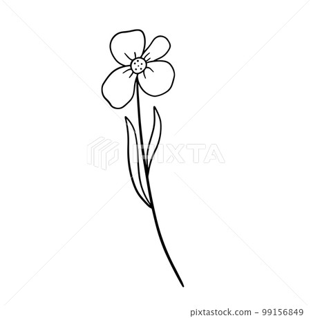 Hand drawn flower daisy. Vector outline sketch. Line art doodle isolated on white background 99156849