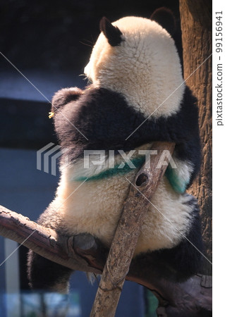 樹上的小熊貓 99156941