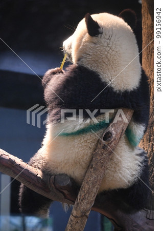 樹上的小熊貓 99156942