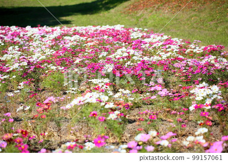 波斯菊花 99157061