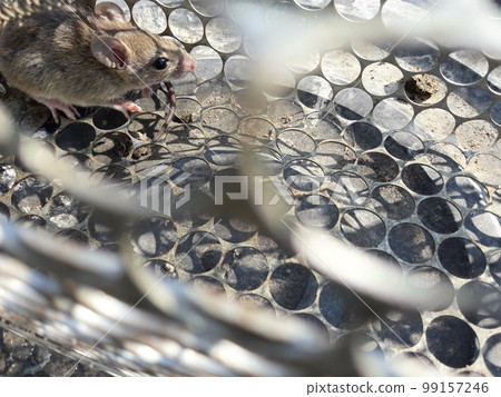 Rat in cage mousetrap, Mouse finding a way out of being confined, Trapping and removal of rodents that cause dirt and may be carriers of disease, Mice try to find freedom 99157246