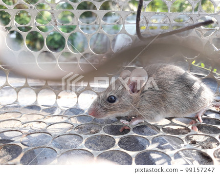 Rat in cage mousetrap, Mouse finding a way out of being confined, Trapping and removal of rodents that cause dirt and may be carriers of disease, Mice try to find freedom 99157247