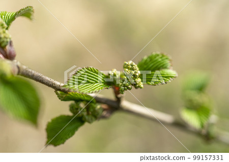 Kodemari的嫩葉和草，忍野村 99157331