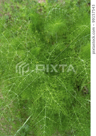 Fennel leaves cultivated since ancient times 99157543