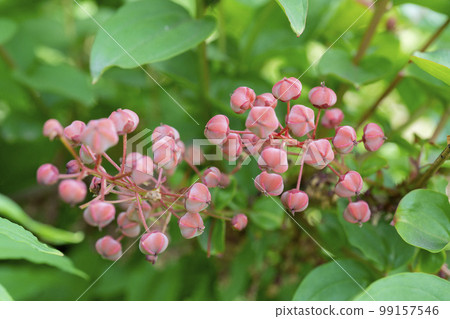 Flower-like young fruit of Dookutsugi, close-up 99157546