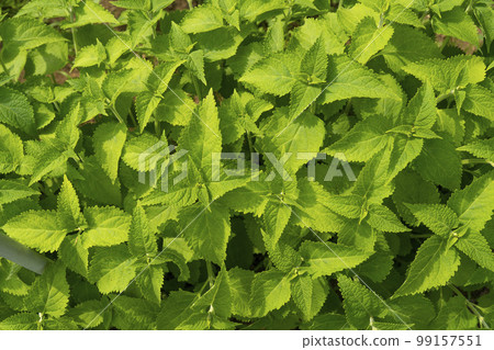 Young leaves of Hikiokoshi, a stomachic in Chinese medicine Young leaves of Hikiokoshi, a stomachic in Chinese medicine 99157551