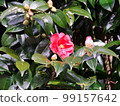 山茶花 99157642