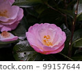 山茶花 99157644