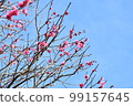 梅花 99157645
