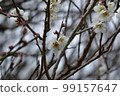 梅花 99157647