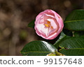 山茶花 99157648