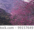 梅花 99157649