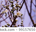 梅花 99157650