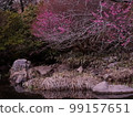 梅花 99157651