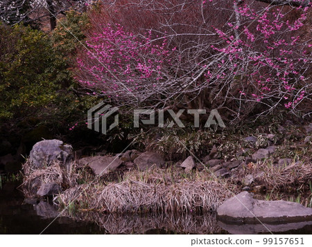 梅花 梅花 99157651