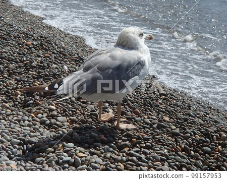 Steppe gull or khokhotunya (Larus cachinnans) is a large all that breeds mainly on the territory of Russia and Ukraine in areas adjacent to the Black and Caspian seas Steppe gull or khokhotunya (Larus cachinnans) is a large all that breeds mainly on the territory of Russia and Ukraine in areas adjacent to the Black and Caspian seas 99157953