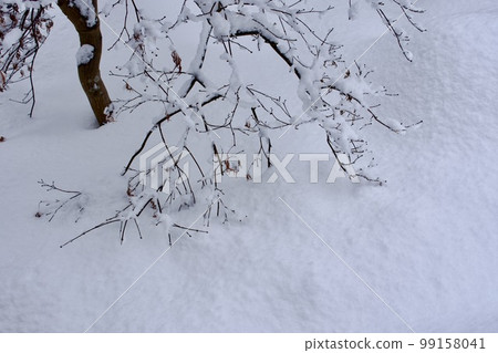 Snow piled up and sprouts of weeping maple Snow piled up and sprouts of weeping maple 99158041