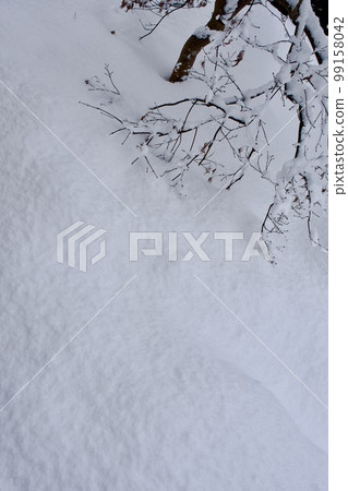 積雪和垂葉楓的新芽 積雪和垂葉楓的新芽 99158042
