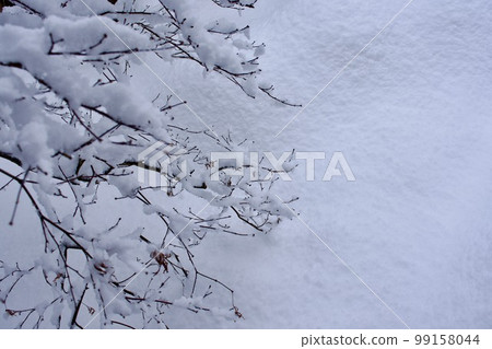 Snow piled up and sprouts of weeping maple Snow piled up and sprouts of weeping maple 99158044