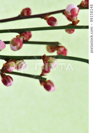 梅花花蕾（黃綠色日本紙背景） 99158148