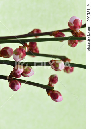 梅花花蕾(黃綠色日本紙背景) 梅花花蕾(黃綠色日本紙背景) 99158149