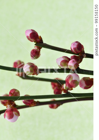 梅花花蕾(黃綠色日本紙背景) 梅花花蕾(黃綠色日本紙背景) 99158150