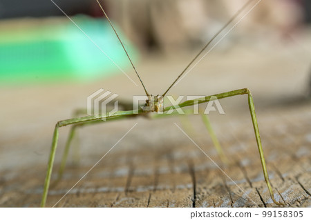 Oshino Village, Stick Insect with a Humorous Face Oshino Village, Stick Insect with a Humorous Face 99158305