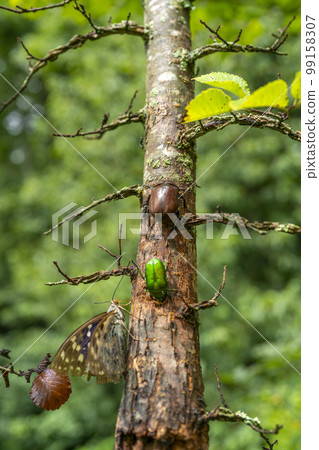 Oshinomura, Oshino Village, with giant purple beetles and green beetles sucking elm sap side by side 99158307