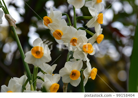 Narcissus Yamashita Park 99158404