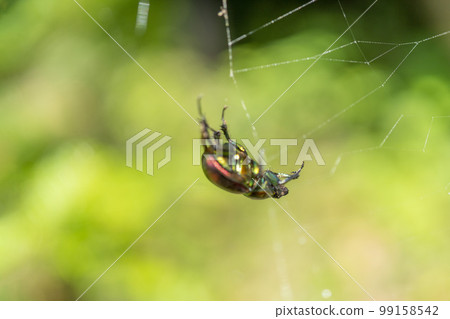 被蜘蛛網纏住的蜈蚣甲蟲，忍野村 99158542