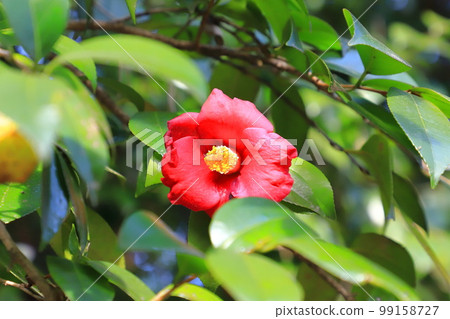 red camellia flower red camellia flower 99158727
