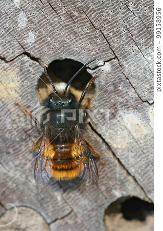 Closeup on a colorful male European orchard mason bee, Osmia cornuta , in front of a nest in the bee-hotel Closeup on a colorful male European orchard mason bee, Osmia cornuta , in front of a nest in the bee-hotel 99158956