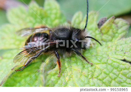 Closeup of a hairless worn male of the horned orchard mason bee , Osmia cornuta in the garden Closeup of a hairless worn male of the horned orchard mason bee , Osmia cornuta in the garden 99158965