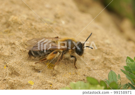 Closeup shot on a female gray-gastered mining bee, Andrena tibialis, on the ground 99158971