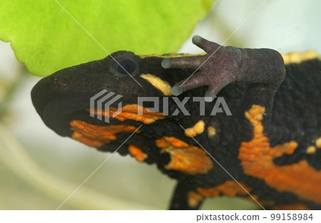 Closeup on an colorful adult of the endangered Laos warty newt, Paramesotriton laoensis Closeup on an colorful adult of the endangered Laos warty newt, Paramesotriton laoensis 99158984