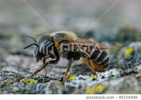 Closeup on a Mediterranean golden haired mason bee, Osmia aurulenta 99158986