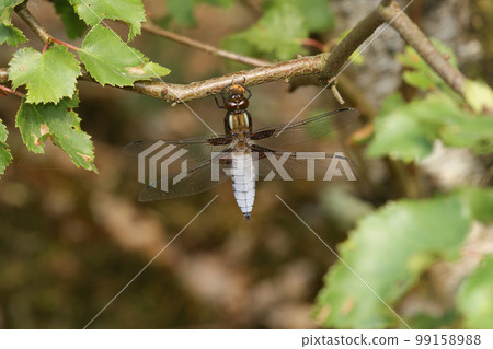 Closeup of a brown furry male of the purple loosestrife bee, Melitta nigricans, on wood Closeup of a brown furry male of the purple loosestrife bee, Melitta nigricans, on wood 99158988