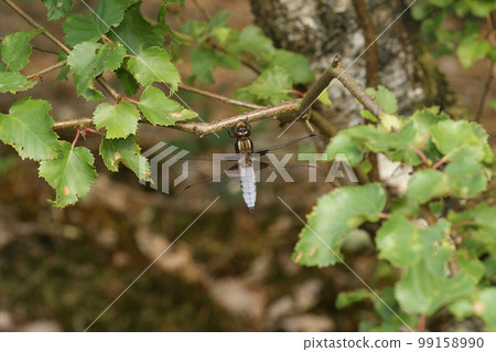 Closeup on a blue male Broad bodied chaser dragonfly, Libellula depressa, hanging in the vegetation 99158990