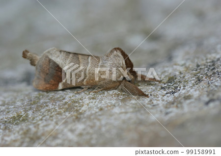 Detailed close up of the chocolate-tip moth, Clostera curtula on wood 99158991
