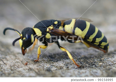 Closeup on a colorful yellow and black potter wasp, Euodynerus dantici sitting on wood Closeup on a colorful yellow and black potter wasp, Euodynerus dantici sitting on wood 99158995