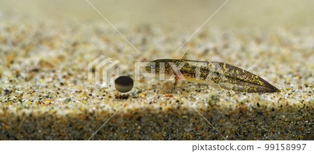 Closeup on a larvae and egg of the Oregon longtoed salamander, Ambystoma macrodactylum Closeup on a larvae and egg of the Oregon longtoed salamander, Ambystoma macrodactylum 99158997