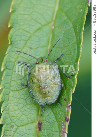 Natural closeup on a nymph , instar of the green shieldbug, Palomena prasina sitting on a green leaf Natural closeup on a nymph , instar of the green shieldbug, Palomena prasina sitting on a green leaf 99158998