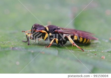 Closeup on a square headed digger wasp, Ectemnius continuus, sitting on a green leaf 99159004