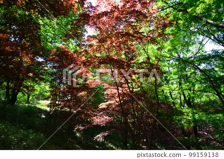 We went to Mito City Forest Park #8 We went to Mito City Forest Park #8 99159138