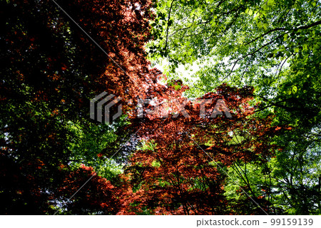 We went to Mito City Forest Park #9 We went to Mito City Forest Park #9 99159139