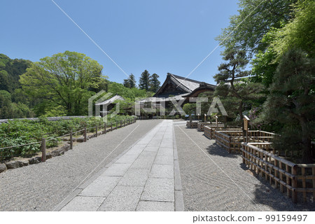 Hasedera main temple in fresh greenery, Hatsuse, Sakurai City, Nara Prefecture 99159497