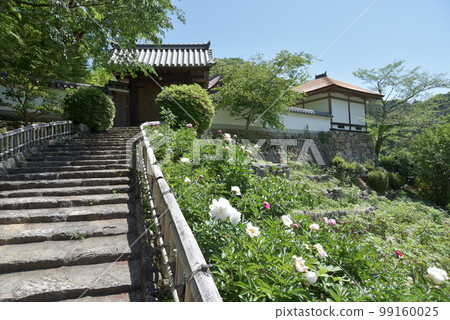 Fresh green Hase-dera Tsukinin-in Temple and peonies Hatsuse, Sakurai City, Nara Prefecture 99160025